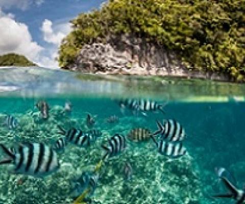 coral reefs and fish. credit - http://geographical.co.uk/