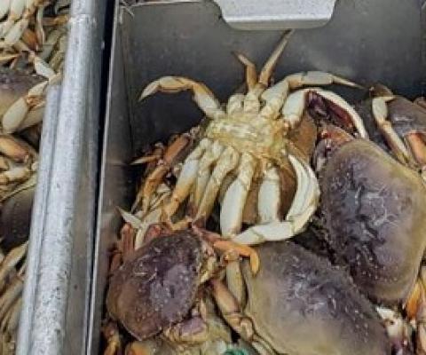 The Pacific Ocean is acidifying at such a rate that Dungeness crabs, some of the most valuable crustaceans in the Pacific Northwest, are suffering partially dissolved shells and damage to their sensory organs, a new study found. source - cnn.com