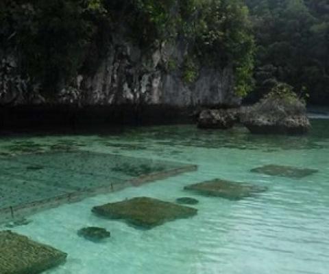 The government and fishermen of Palau are setting up sustainable aquaculture farms near their shores in an effort to ensure food security for generations to come. Their planning work uses information from NASA's satellites to protect the country’s rich ecosystems. Credit: Courtesy of Fabio Siksei