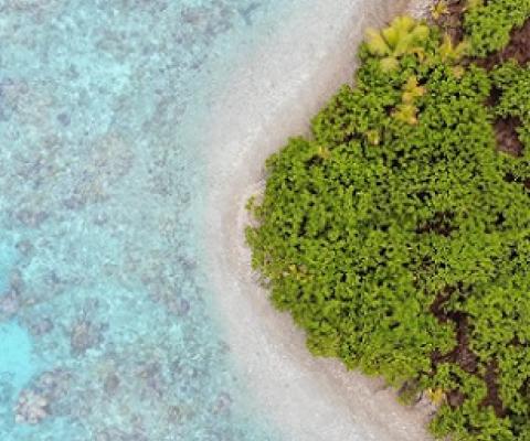 Healthy native forests mean healthier reefs. Credit - THE NATURE CONSERVANCY