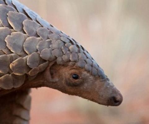Pangolin. Photo - Still from 'Eye of the Pangolin'