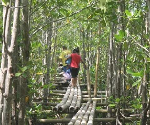 Mangrove forest in wetlands of Lebak, Sultan Kudarat, Philippines. Bonvallite/Wikimedia, CC BY-SA