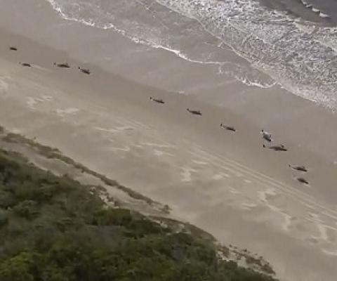 In this image made from aerial video shows numerous stranded whales along the coastline Wednesday, Sept. 23, 2020, near the remote west coast town of Strahan on the island state of Tasmania, Australia. Credit - Australian Broadcast Corporation via AP