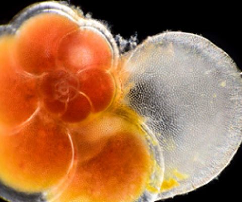 A foram, or member of the plankton group foraminifera, is a single-celled marine animal that lives inside a protective chalky shell. Photo credit - Solvin Zankl Photography