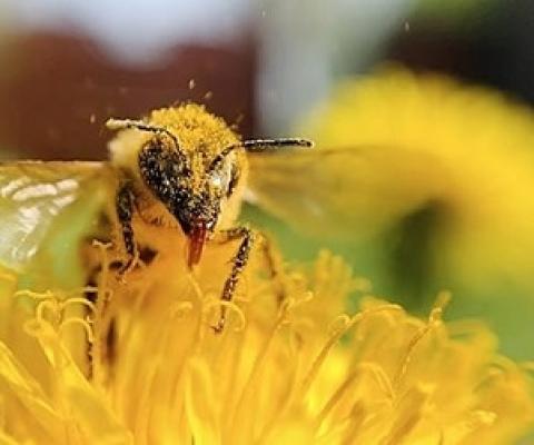 animal pollination supply a major proportion of nutrients in the human diet. source - https://island.lk/