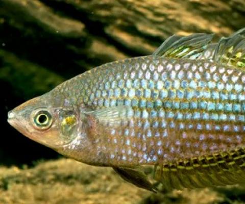Habitat of the desert rainbowfish is predicted to shrink due to climate change. Photo by Gunther Schmida