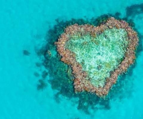 Reef credits scheme. Source - https://reneweconomy.com.au/