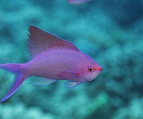 Reef fish in French Polynesia, Moorea. Credit - Sergio Floeter