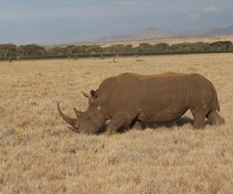 Conservation efforts in Kenya, and around the world, have been hindered by structural economic processes such as debt and austerity, further contributing to the decline of species such as rhinos. Credit - Patrick Bigger, Lancaster University 