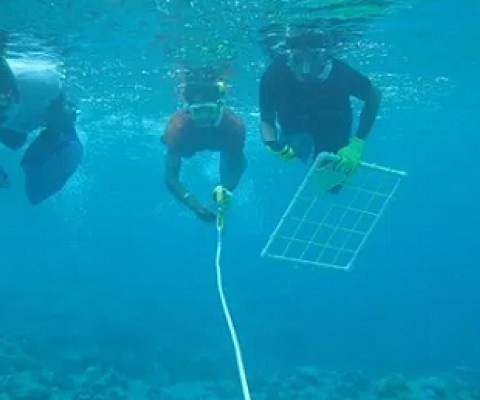 students in the Marshall Islands Nearshore Training program recover a transect line after measuring coral and algae cover. credit - Alexandra Runyan 