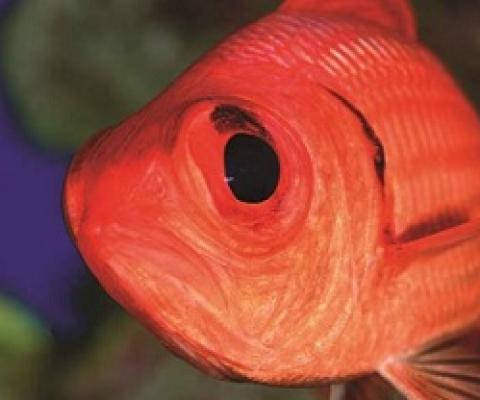 Easter Island’s waters are known to contain geological hot spots and oases teeming with life. Eduardo Sorensen The Pew Charitable Trusts