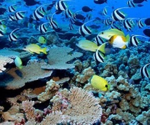 Rapture Reef at French Frigate Shoals. JAMES WATT / INSTITUTE FOR OCEAN CONSERVATION SCIENCE
