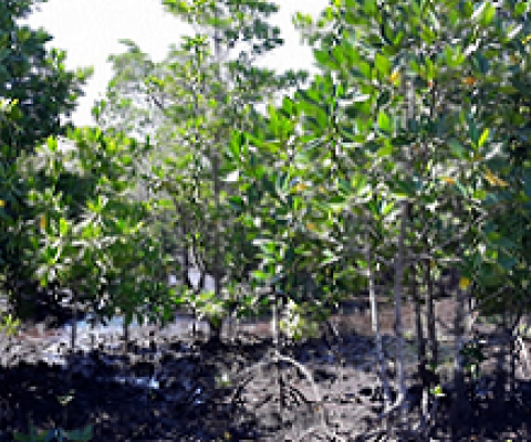 mangroves, Daolusu community, Malaita province. Solomon Islands