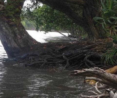 12,000 trees planted through VECO Coastal Rehabilitation Project. Credit - www.dailypost.vu