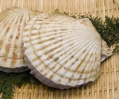 Scallops (file photo). Photo: 123rf