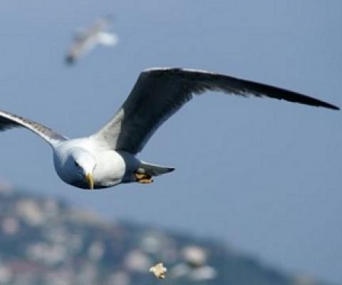 credit - www.openaccessgovernment.org