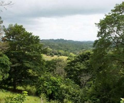 Credit: Jorge Aleman, Smithsonian Tropical Research Institute