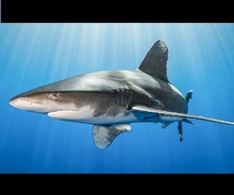 The oceanic whitetip shark (Carcharhinus longimanus) generally lives in the open ocean. Photo: Simon Lorenz/WWF-Hong Kong