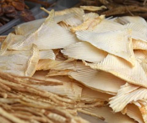 Shark fins. Source - www.seafoodsource.com