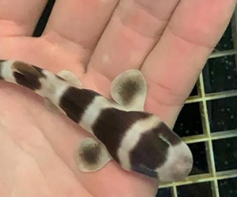 Scientists bring to life nearly 100 baby sharks through artificial insemination. Credit - Jay Harvey, Aquarium of the Pacific 