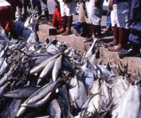 fish selling at Honiara Fish market. source: www.sprep.org