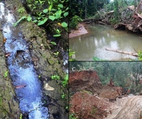 Evidence of an oil spill from the logging operation leaking into nearby streams. (B) Logging operation at the top of a mountain near a waterfall. (C) The 100 meter and 50 meter rule being violated. This picture is evidence that logging operations came in direct contact with the river and blocked the river. Photos: Wilson Saeni