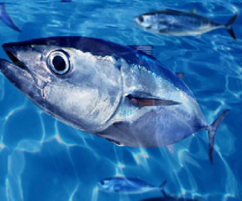 Solomons PM makes UN call for curb on illegal fishing. Credit - 123RF