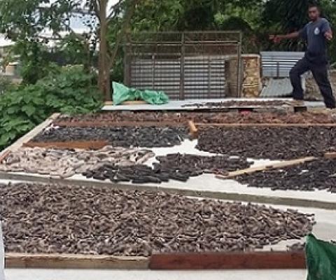 Fisheries: Beche-de-mer ban will not be lifted