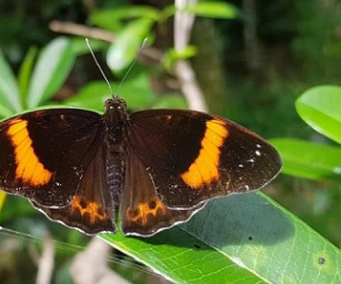 The Mariana 8-spot butterfly, endemic to Guam. Photo - Matthew Putnam/University of Guam 
