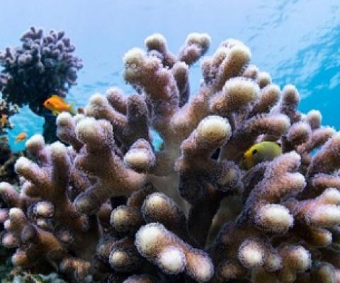 Stony corals pictured in their natural habitat in the Gulf of Eilat, at the northern tip of the Red Sea. Credit: Hagai Native/University of Haifa