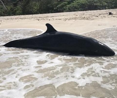 Small whale stranded in the Guam National Wildlife Refuge, Ritidian. Credit - Brent Tibbatts