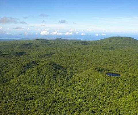 Upland Forest, Savaii Island. Credit - Stuart Chape