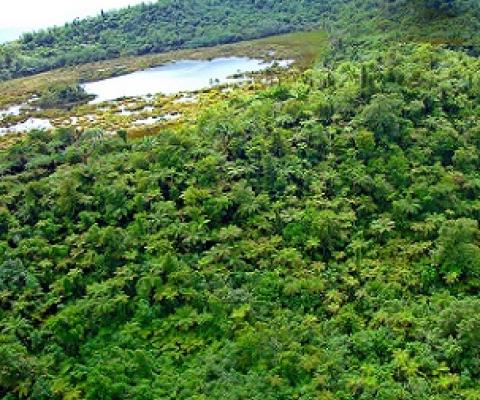 Savaii upland forest crater. Credit - Paul Anderson, SPREP