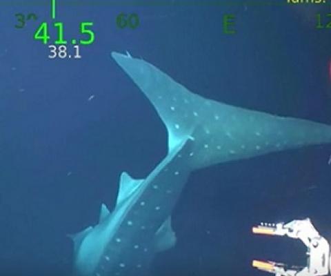 Schmidt Ocean Institute's underwater robot SuBastian also captured footage for the first time of a rare whale shark, a deep water species that dates back millions of years and whose name comes from its length of more than 40 feet. Credit - Schmidt Ocean Institute