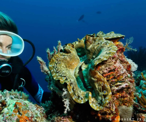 Reef restoration