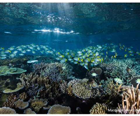 Fish connectivity