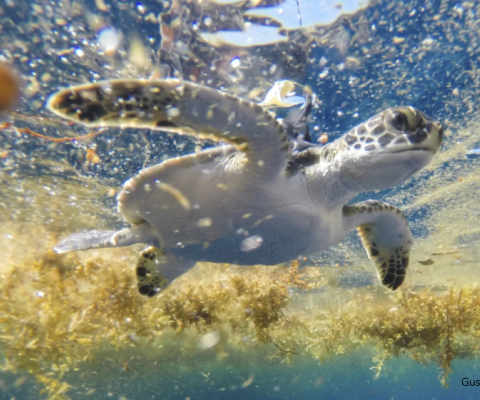 Turtles