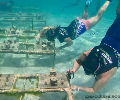 Coral reef research