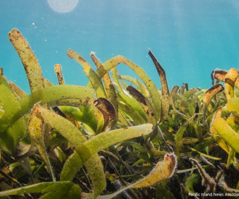 Seagrass
