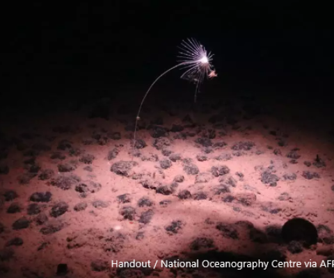 Deep-sea-mining