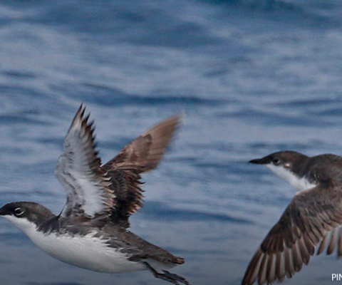 Seabirds