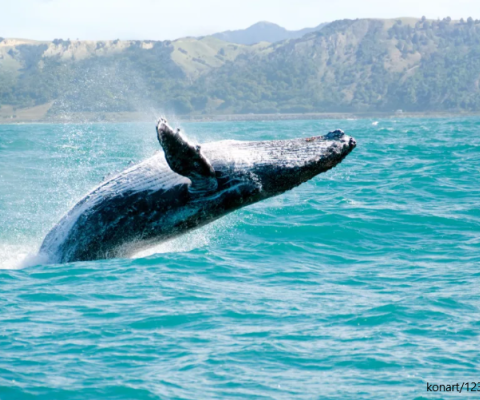 Tonga