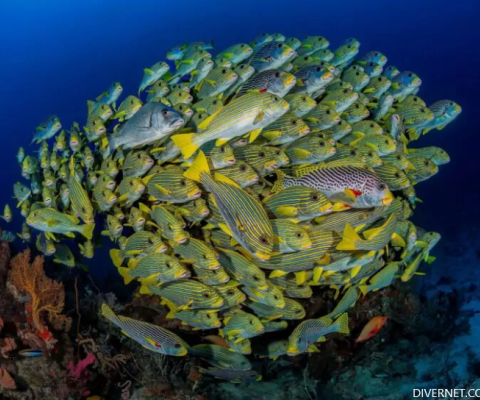 Raja Ampat
