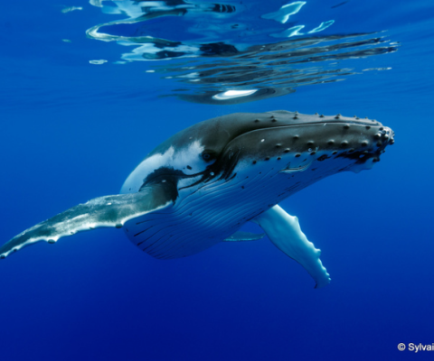 Whale watching