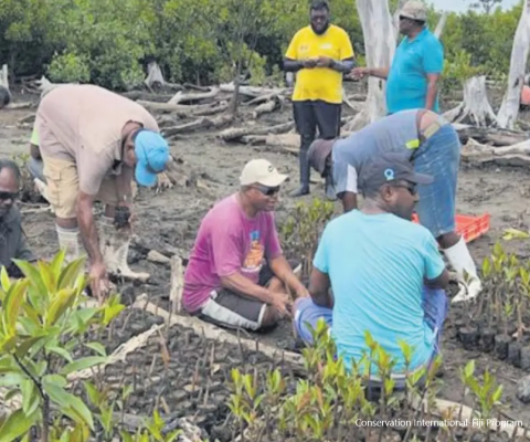 Mangrove restoration