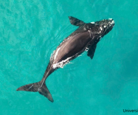Whales