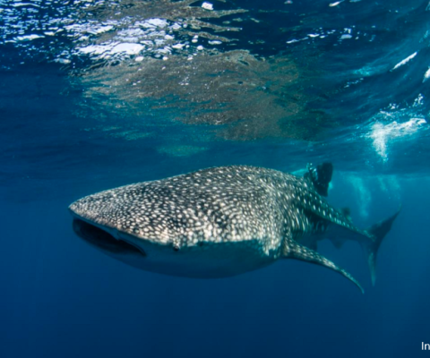 Whale Sharks