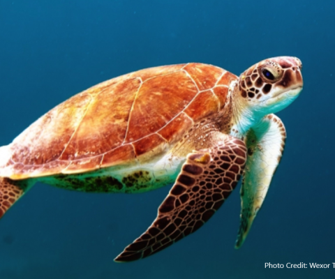 Turtle