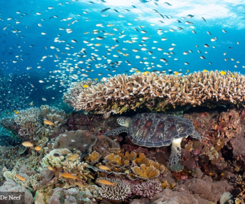 Coral Reefs