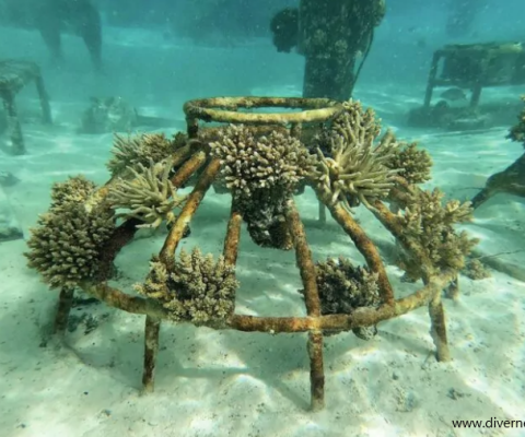 coral reef